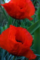 Oriental poppy